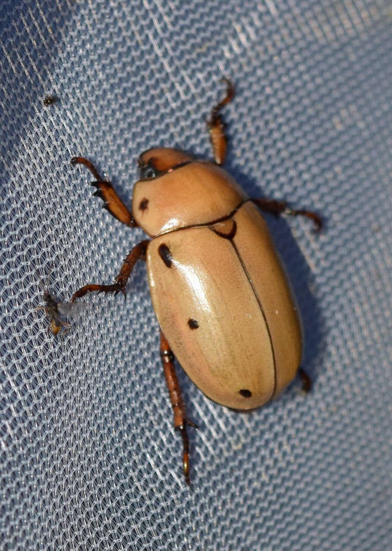 Image of Grapevine Beetle