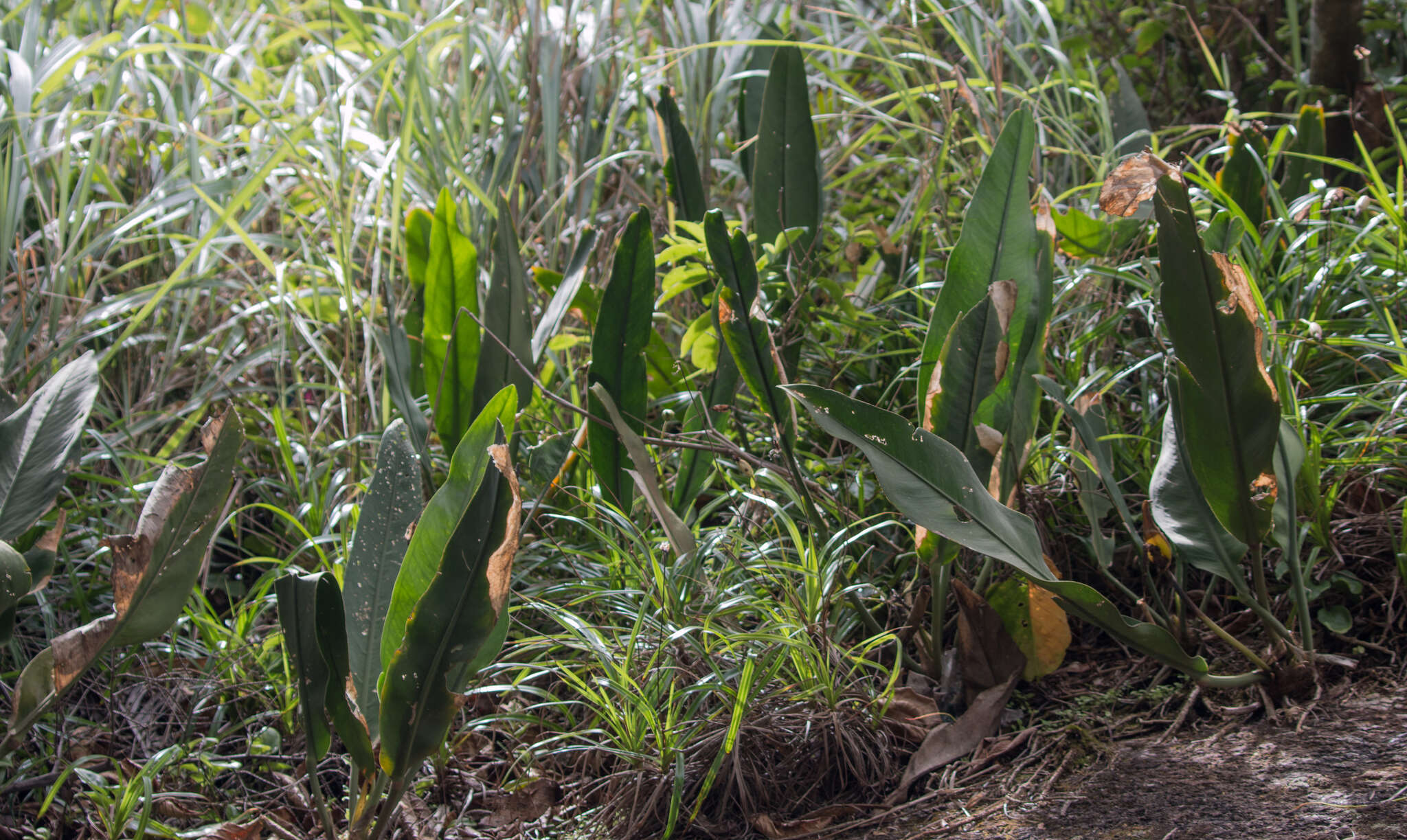 Imagem de Anthurium coriaceum G. Don