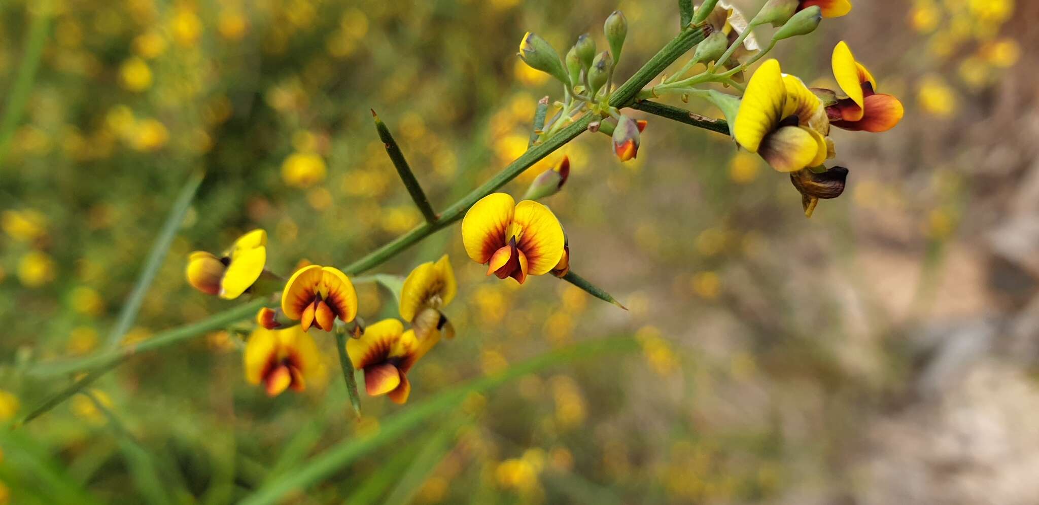Image of Daviesia genistifolia Benth.