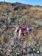 صورة Syncolostemon incanus (Codd) D. F. Otieno