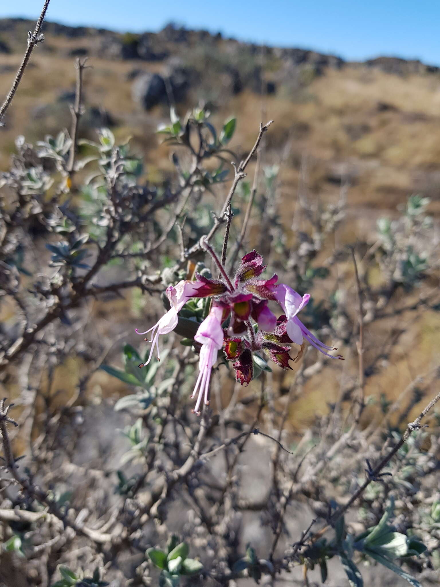 صورة Syncolostemon incanus (Codd) D. F. Otieno