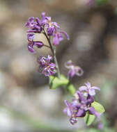 Plancia ëd Streptanthus fenestratus (Greene) J. T. Howell