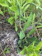 Image of Carolina false vervain