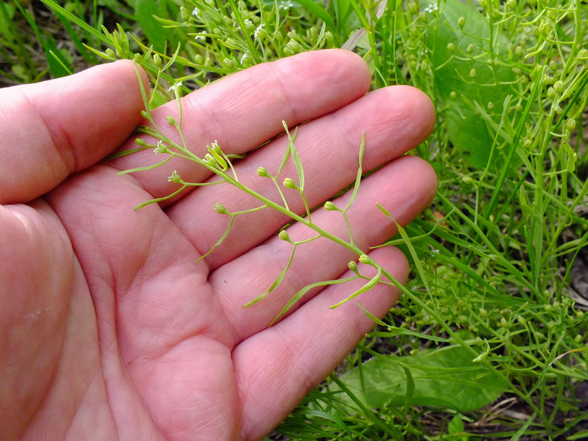 Image of Thesium ebracteatum Hayne