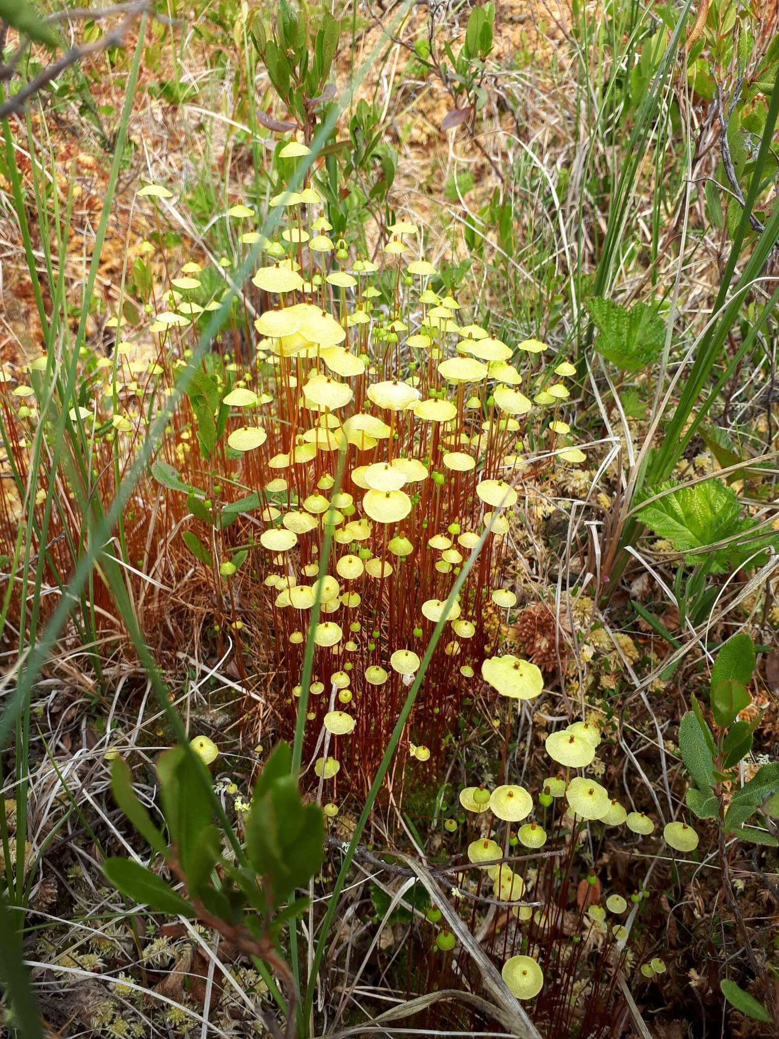 Image of yellow moosedung moss