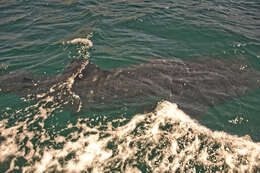 Image of whale sharks