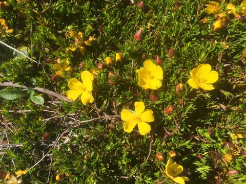 Image of Hibbertia procumbens (Labill.) DC.