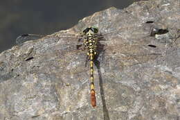 Image of Austroepigomphus turneri (Martin 1901)