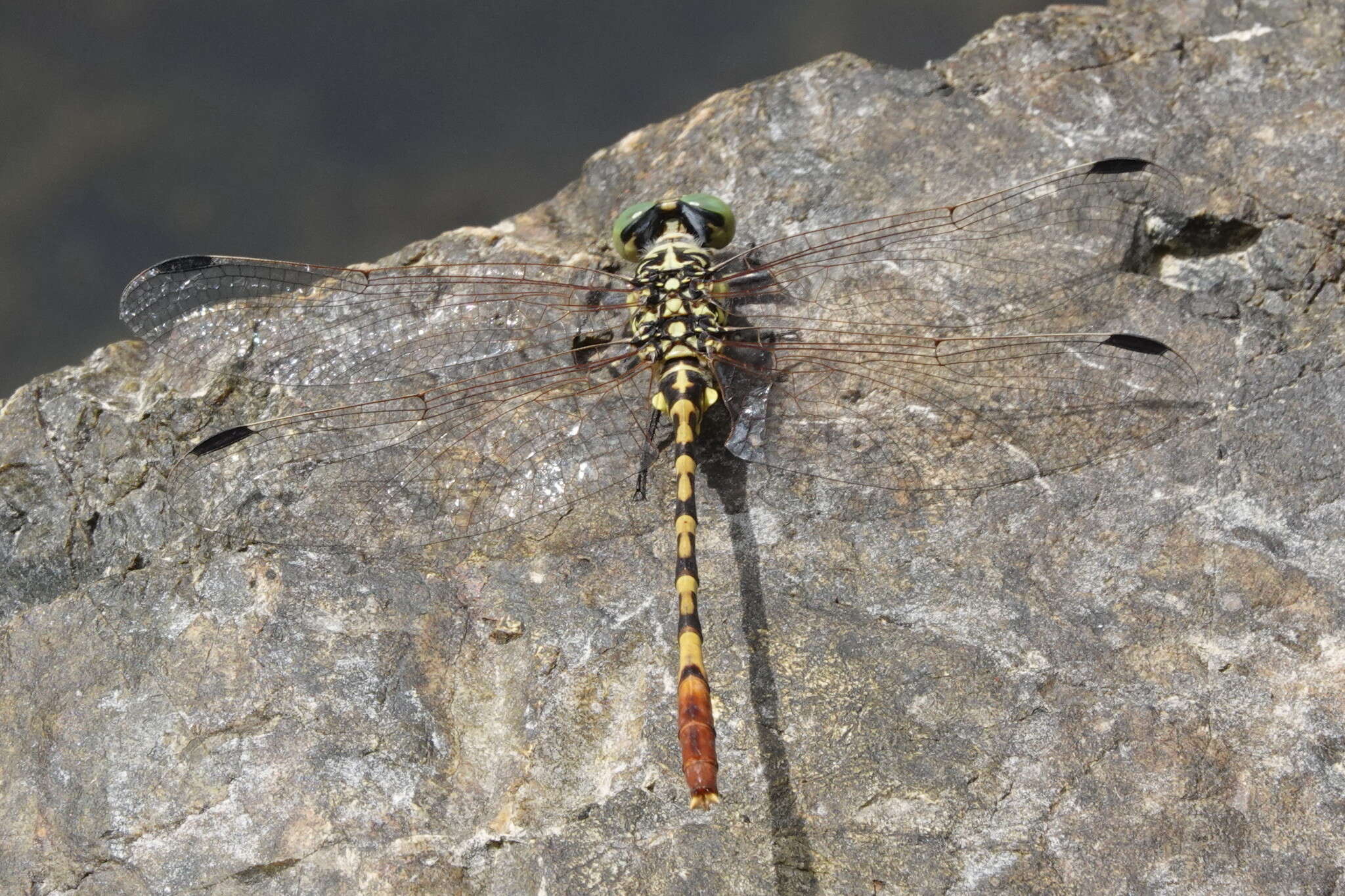 Image of Austroepigomphus turneri (Martin 1901)