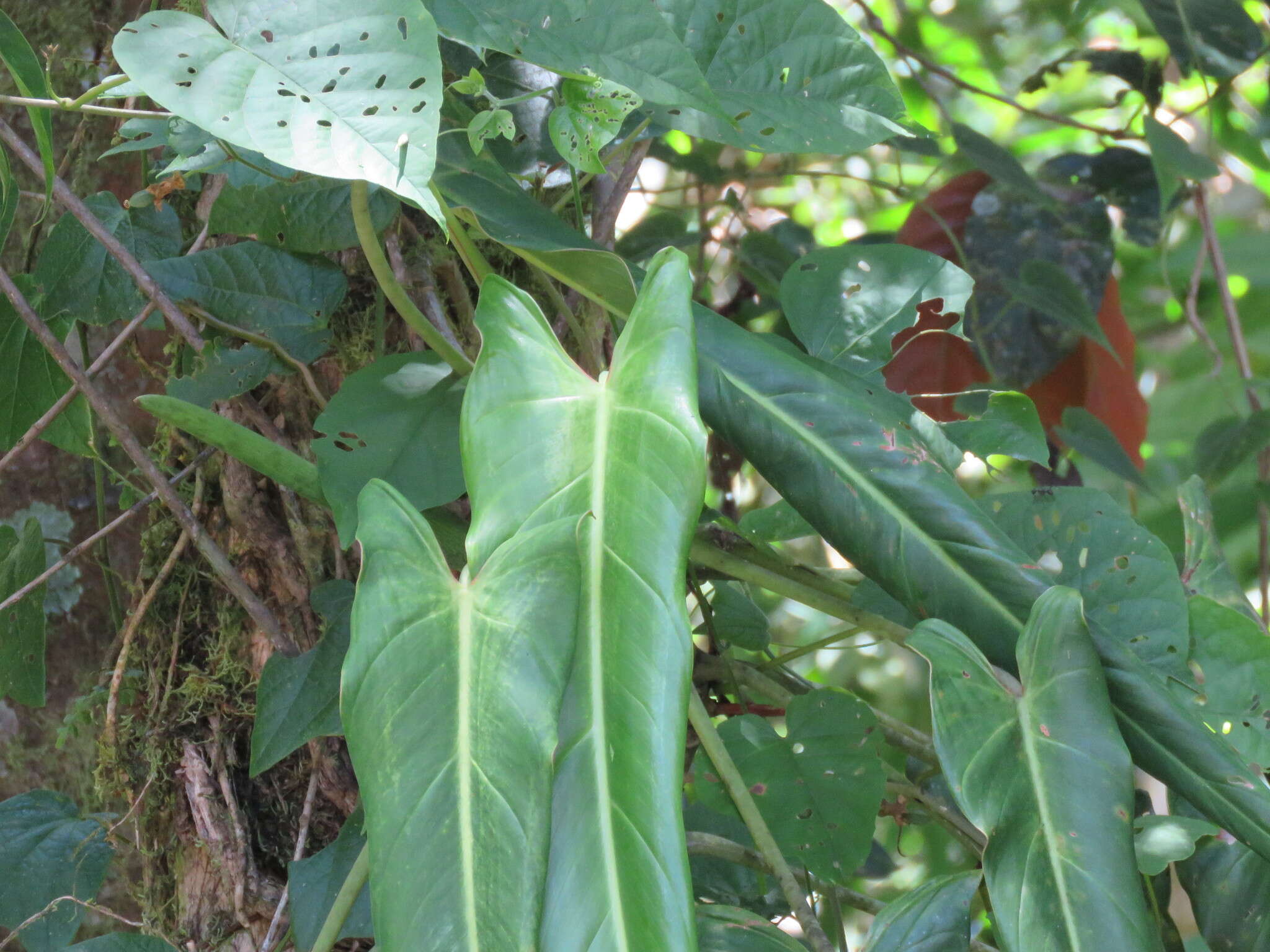 Philodendron spiritus-sancti G. S. Bunting resmi