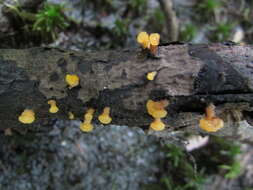 Image of Yellow Hat Jelly