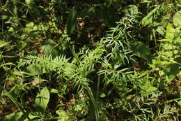 صورة Silphiodaucus prutenicus (L.) Spalik, Wojew., Banasiak, Piwczyński & Reduron