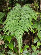 Image de Dryopteris setosa (Thunb. ex Murr.) Akasawa