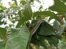 Imagem de Dendrelaphis terrificus (Peters 1872)