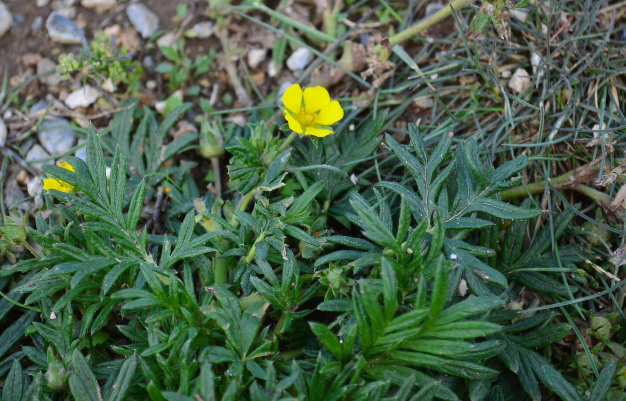 Image of Potentilla multifida L.