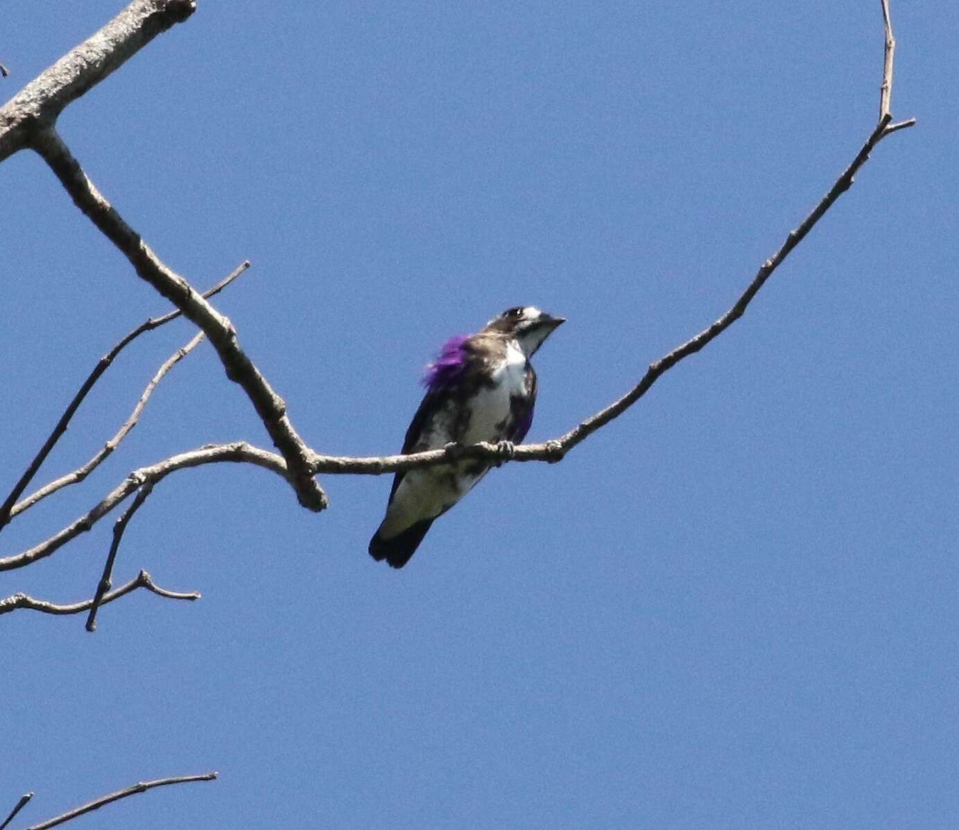 Image of White-browed Purpletuft