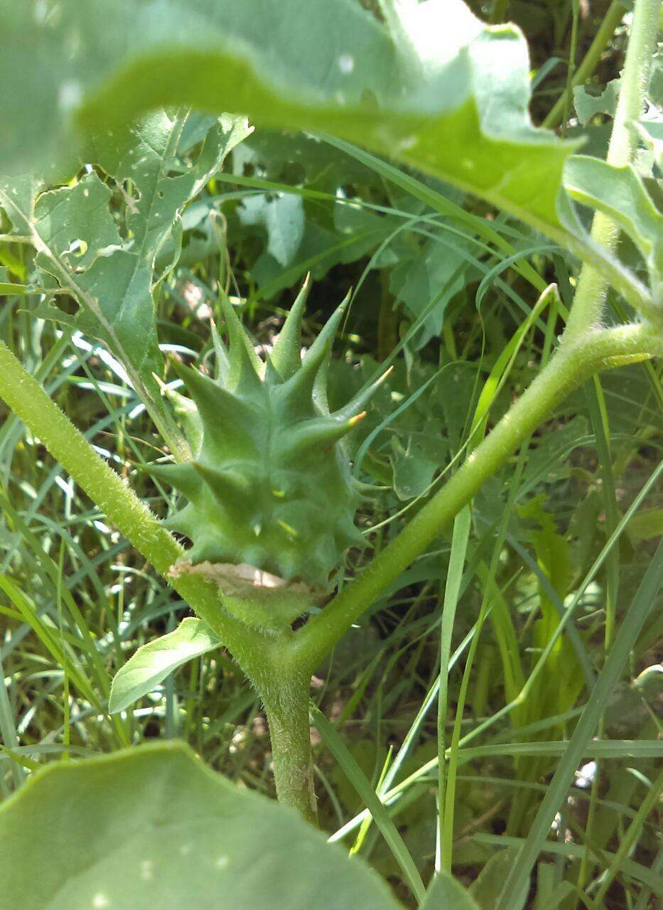 Image of Chinese thorn-apple