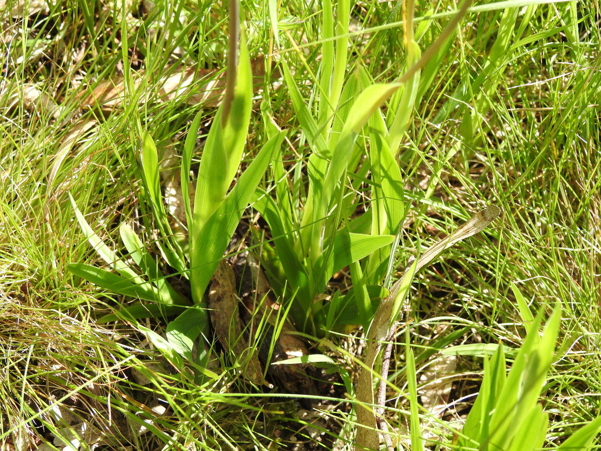 Image of Cape buttercup