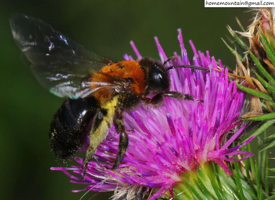 Imagem de Andrena thoracica (Fabricius 1775)