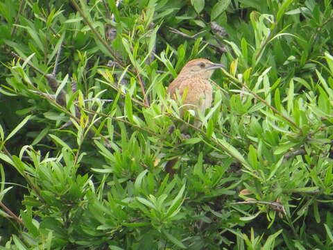 Image of Freckle-breasted Thornbird