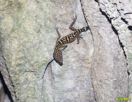 Image of Cat Ba Tiger Gecko