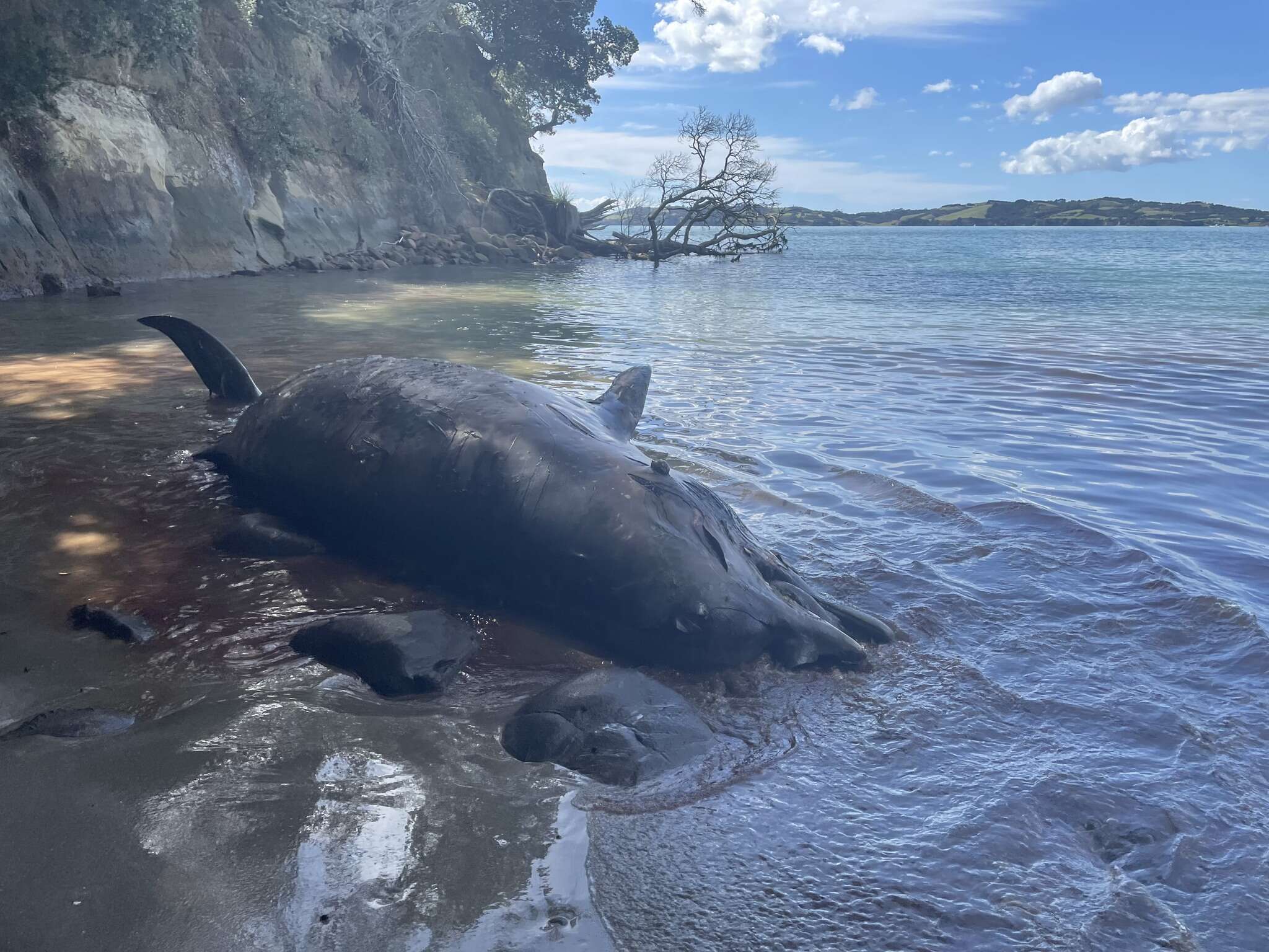 Image of Flatheaded Bottlenose Whale