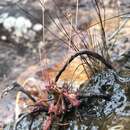 Image of Drosera communis St. Hil.