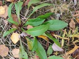 Plancia ëd Solidago virgaurea subsp. lapponica (With.) N. N. Tzvel.