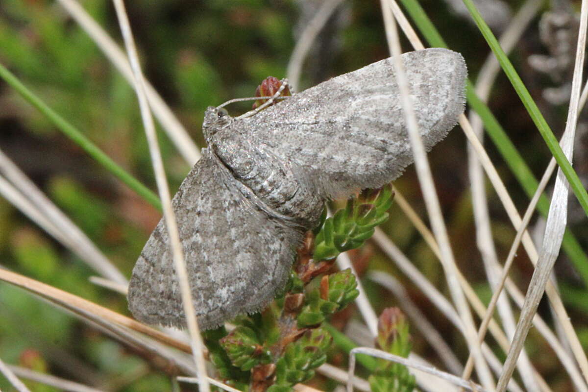 Image of satyr pug