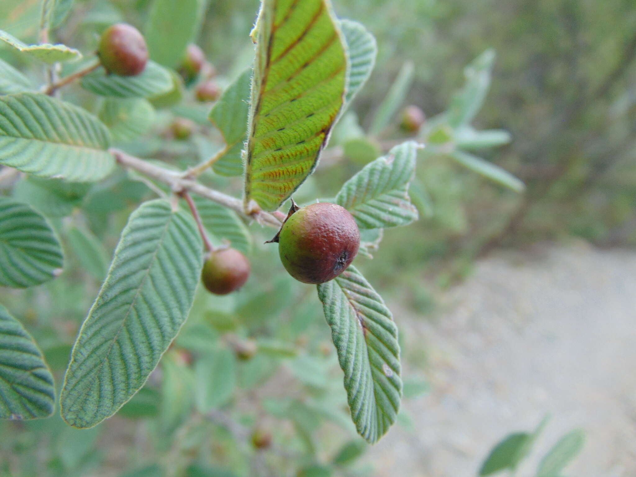 Image of Karwinskia mollis Schltdl.