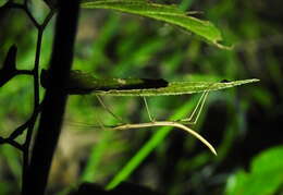 Image of Tamaulipan Walkingstick