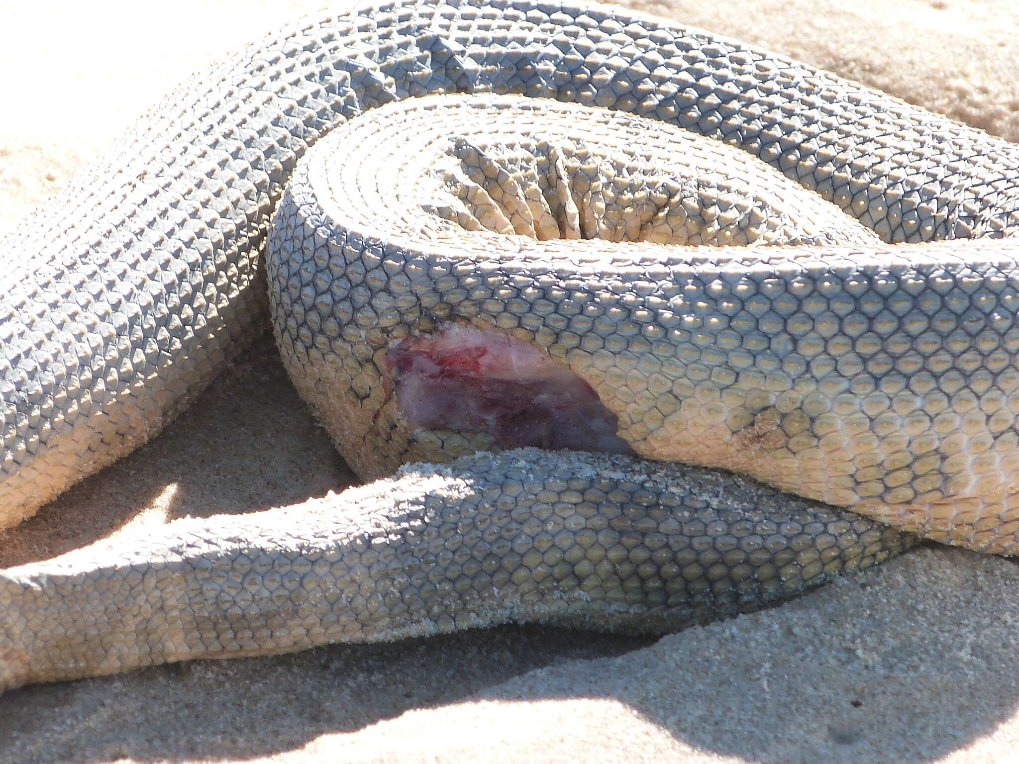 Image of Elegant or bar-bellied seasnake