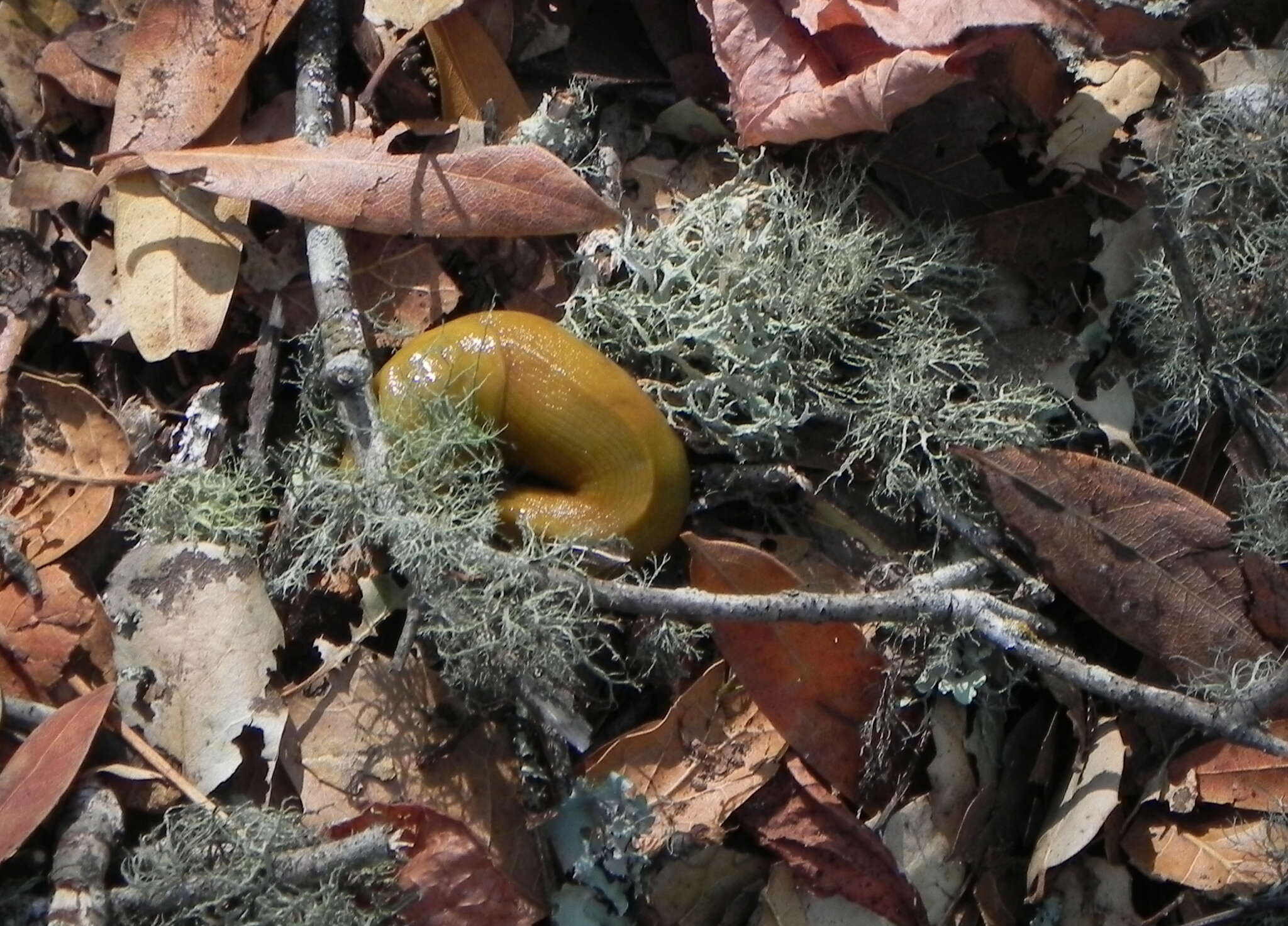 Image of California Banana Slug