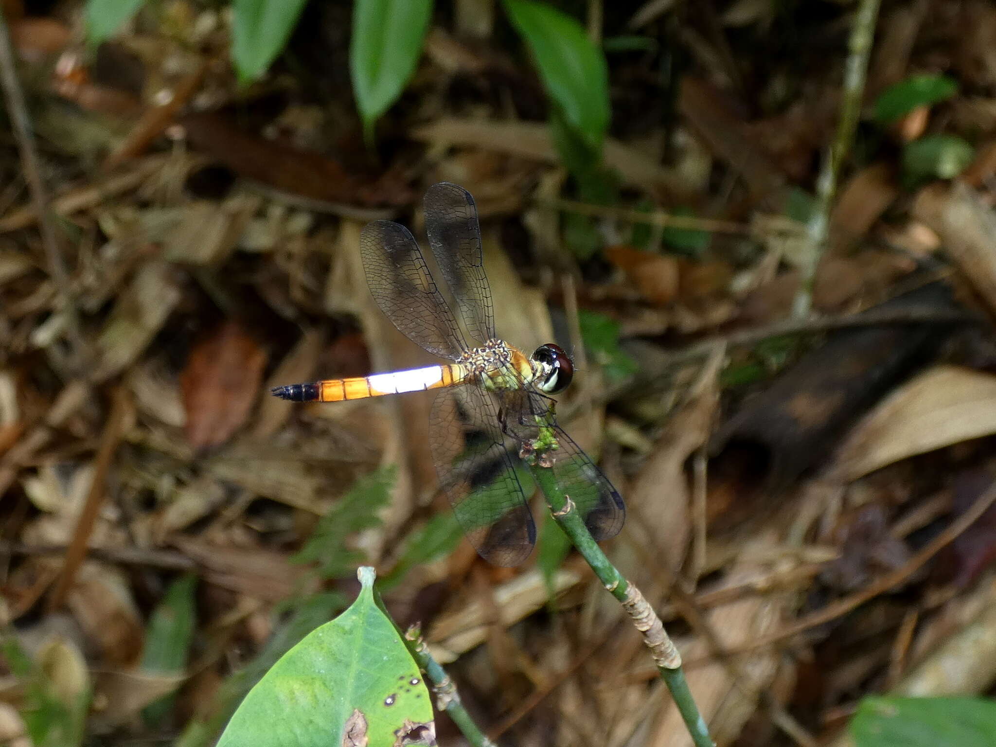 Imagem de Brachygonia oculata (Brauer 1878)