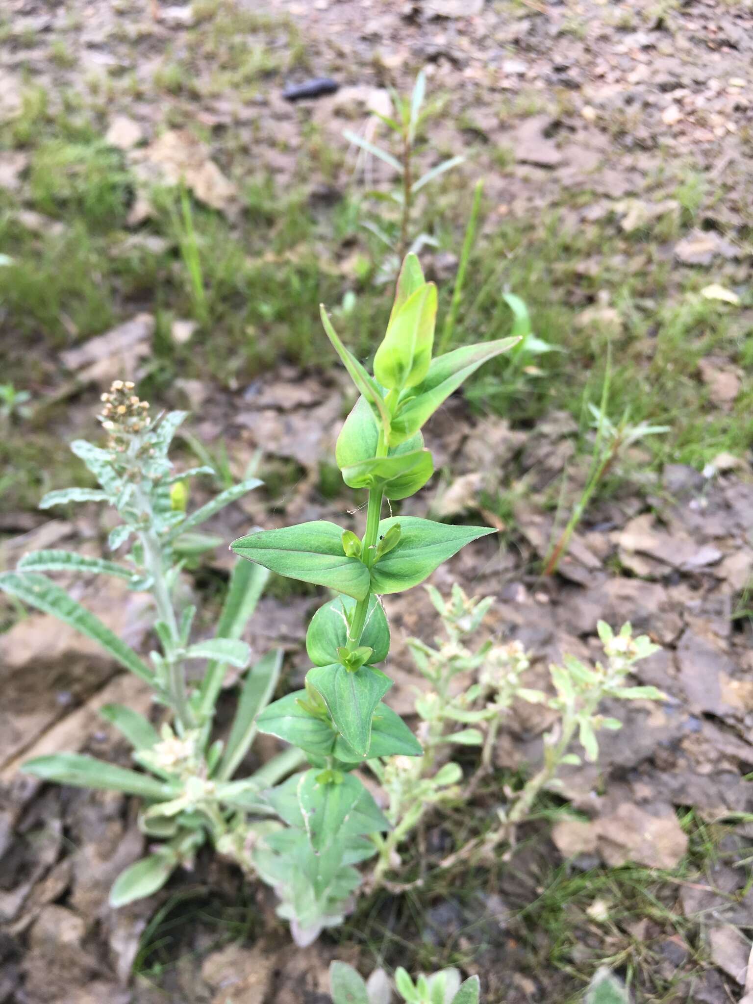 صورة Hypericum gymnanthum Engelm. & A. Gray