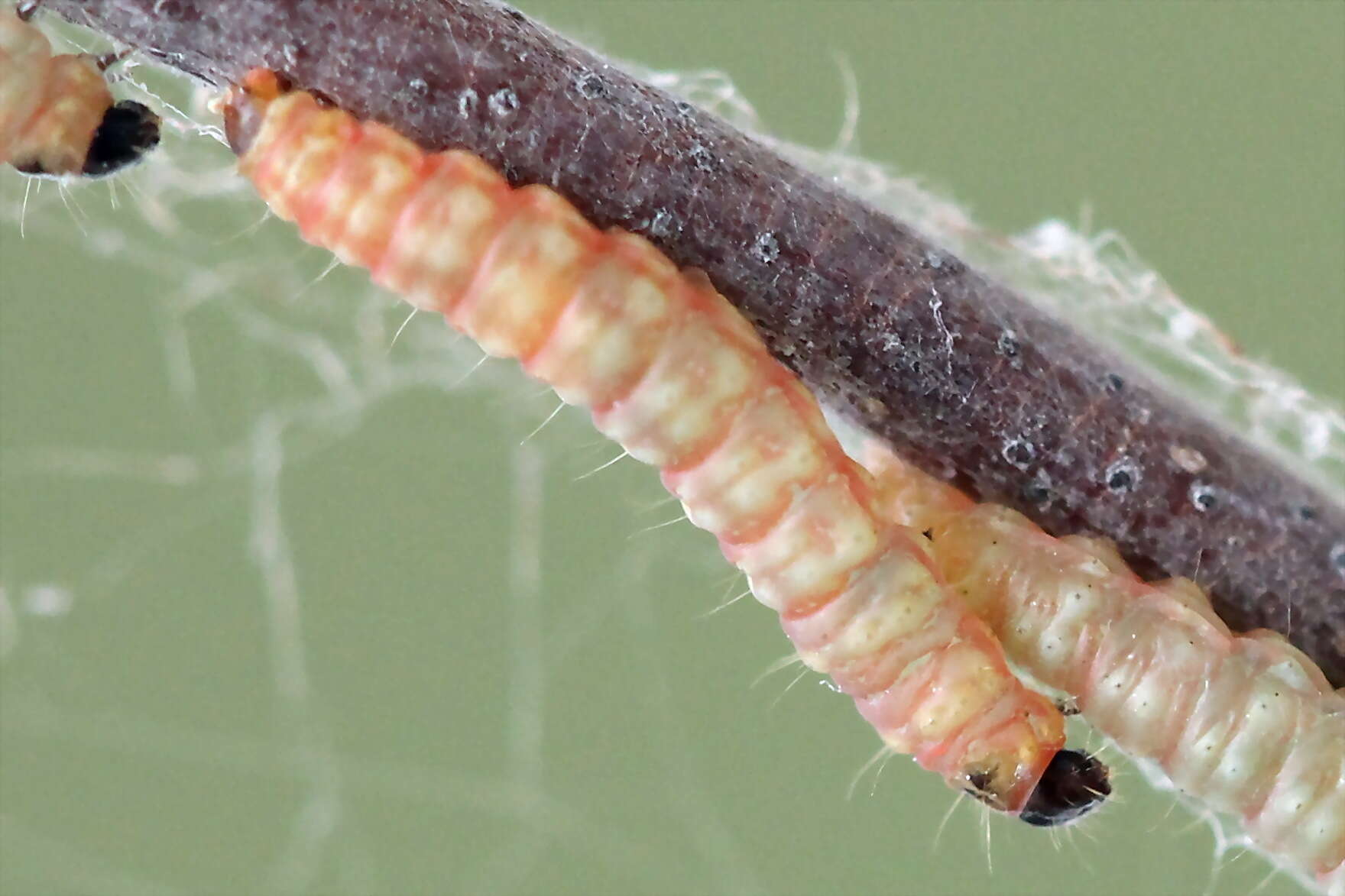 Imagem de Argyresthia goedartella Linnaeus 1758