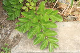 Image of Angelica hirsutiflora Liu, C. Y. Chao & Chuang