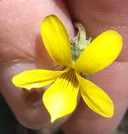 Image of goosefoot violet