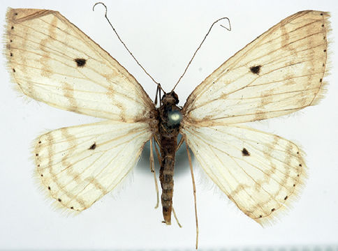Image of <i>Derambila melagonata</i> Walker 1863
