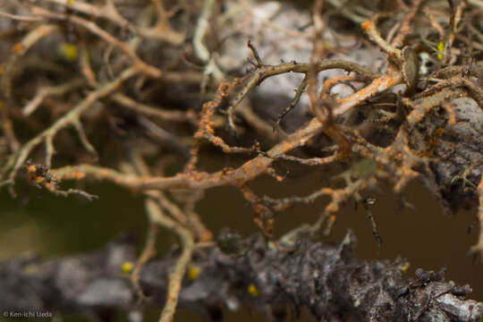 Image of Kaernefeltia californica (Tuck.) A. Thell & Goward