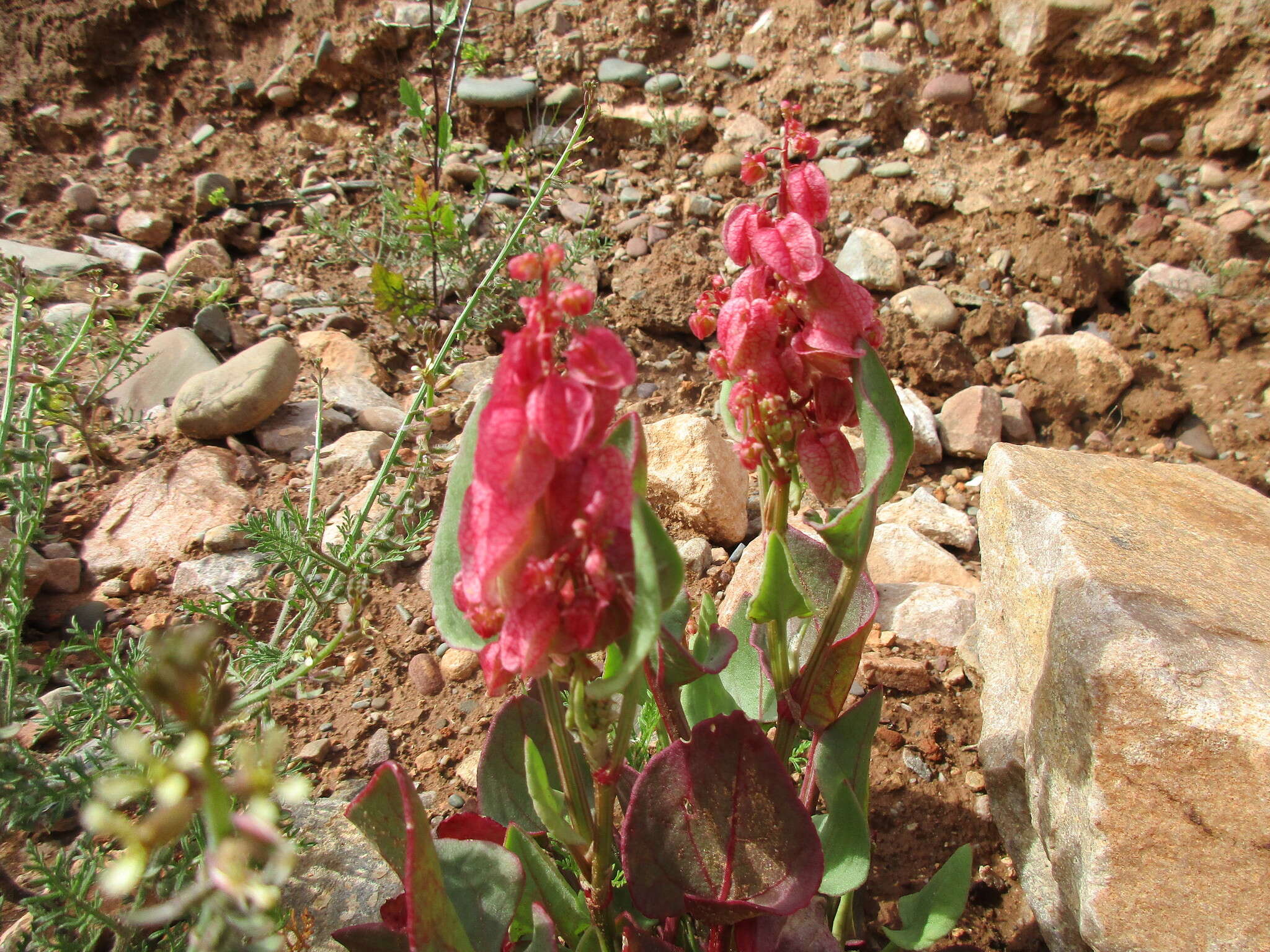 Rumex vesicarius L.的圖片