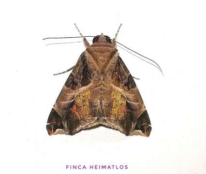 Image of Calyptis idonea Stoll 1780