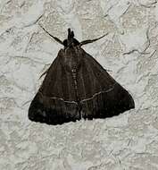 صورة Hypena umbralis Smith 1884