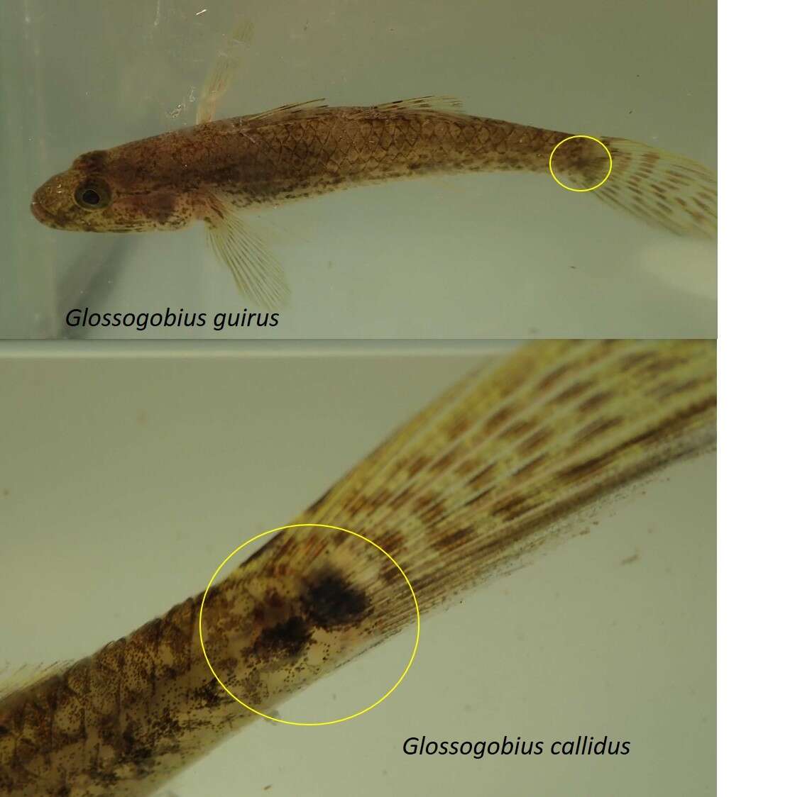 Plancia ëd Glossogobius