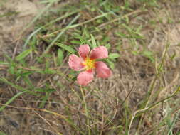 Image of bracted fanpetals