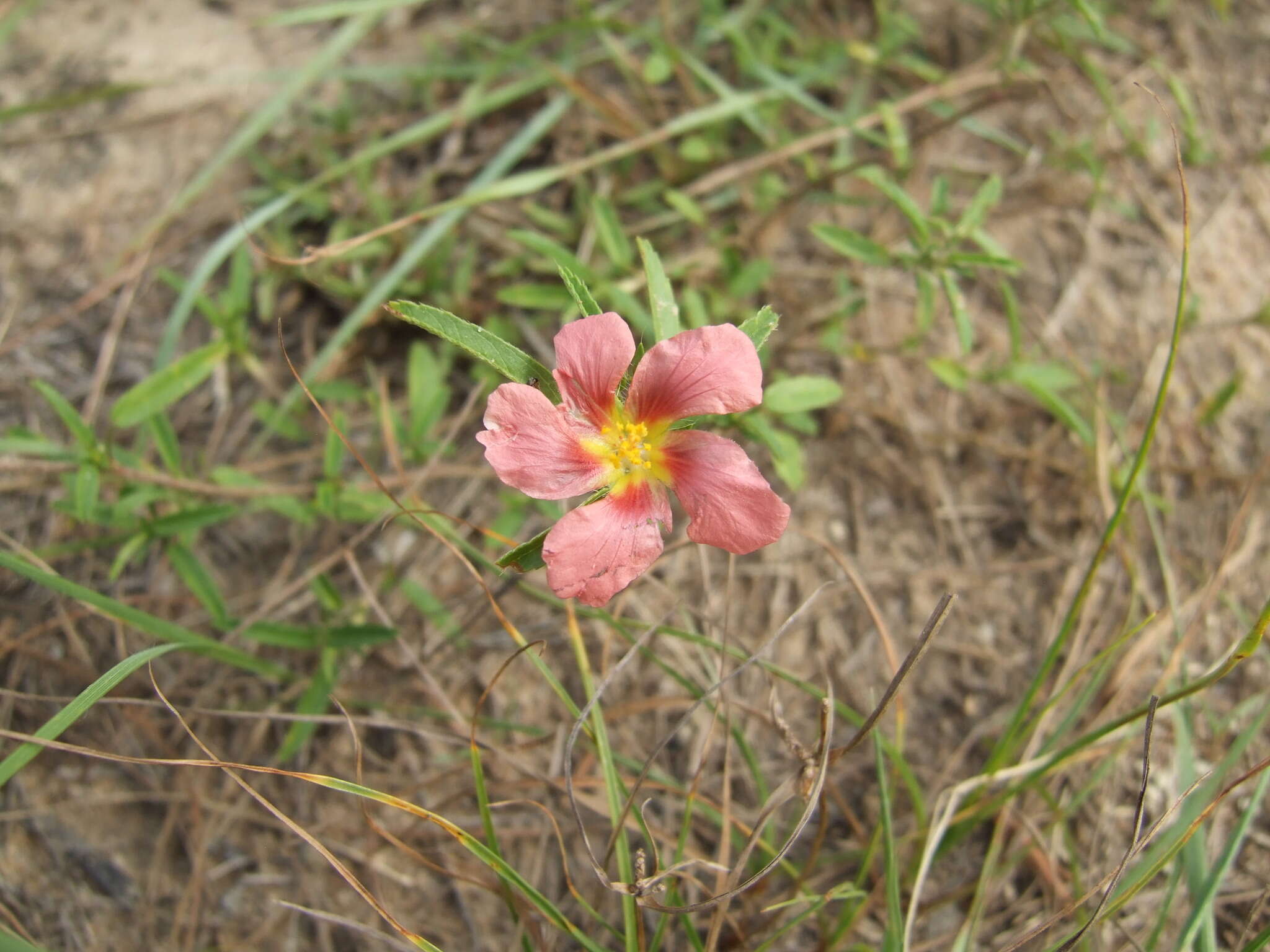 Image of bracted fanpetals