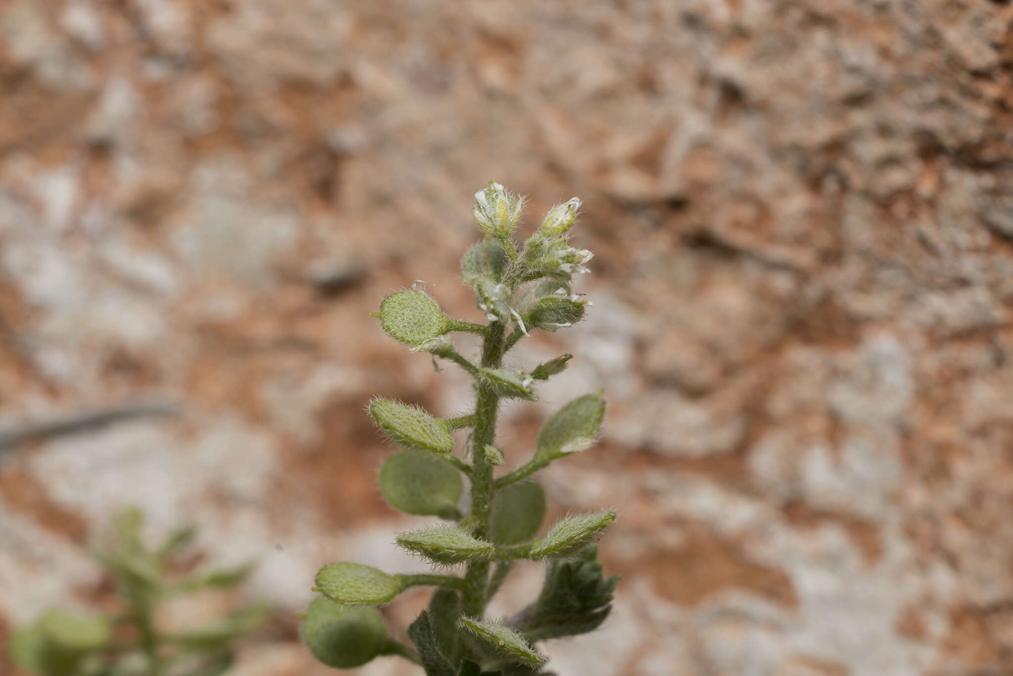 Image of alyssum