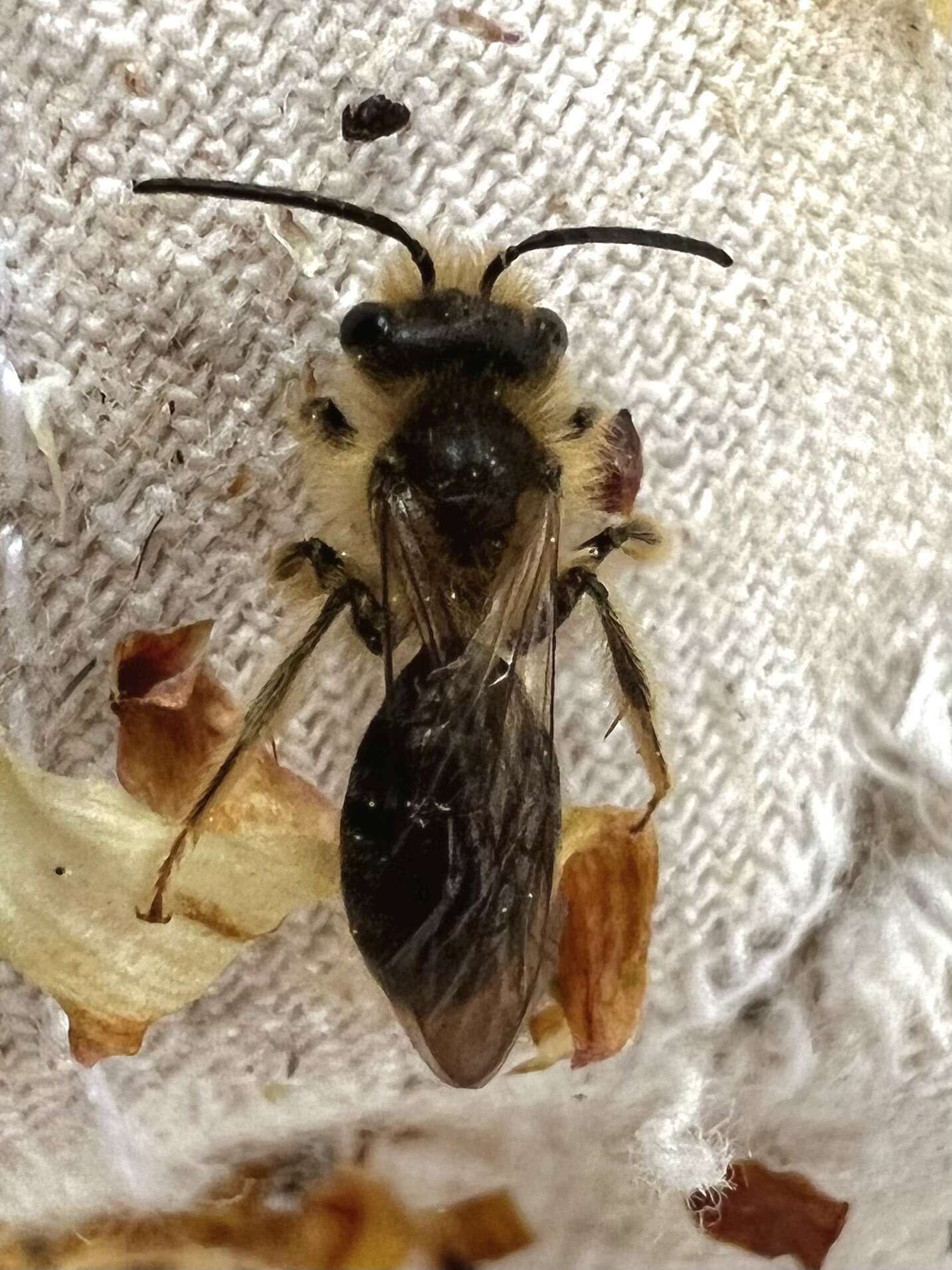 Image of Andrena pruni Robertson 1891