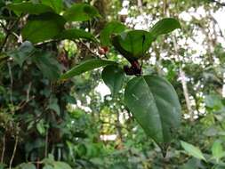 Image of Ficus colubrinae Standl.