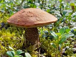 Image of Leccinum vulpinum Watling 1961